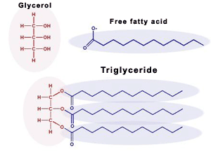 <ul><li><p>Glycerol bound to three fatty acid molecules</p></li></ul>