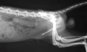 <ul><li><p><span>Bones that form in soft organs</span></p><ul><li><p><span>Os cordis</span></p><ul><li><p><span>Ruminants</span></p><ul><li><p><span>Supports valves of heart</span></p></li></ul></li></ul></li><li><p><span>Os penis</span></p><ul><li><p><span>In penis of dog, beaver, walrus, chimps</span></p></li></ul></li><li><p><span>Os rostri</span></p><ul><li><p><span>Swine</span></p><ul><li><p><span>Strengthens the snout: rooting</span></p></li></ul></li></ul></li></ul></li></ul><p></p>