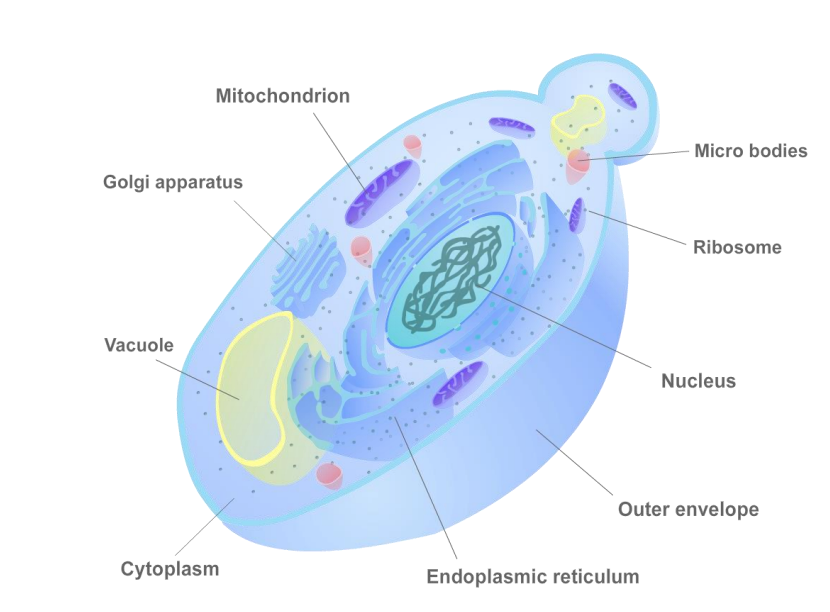 <p>Fungi cannot move so they make spores that act like seeds, These spores can be harmful to humans if they are ingested, similar in structure to animal and plant cells, grow in soil and decaying plant matter to get nutrients e.g. ringworm </p>