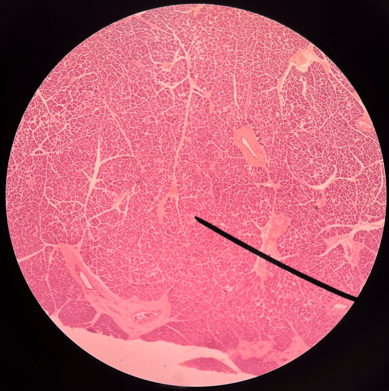 • Slide histology of the pancreas.

• Light-staining cells that produce hormones.

• Also known as islets of Langerhans.