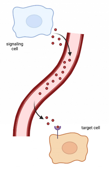 <p>A form of cell communication where hormones are released into the bloodstream by endocrine glands. These hormones travel <em>long distances</em> to target organs or tissues, influencing various physiological processes. This process of cell signaling is the <strong>longest, but it is also the longest lived</strong></p>