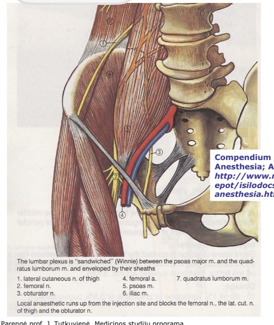 <p>n. femoralis blokados anatominiai orientyrai</p>