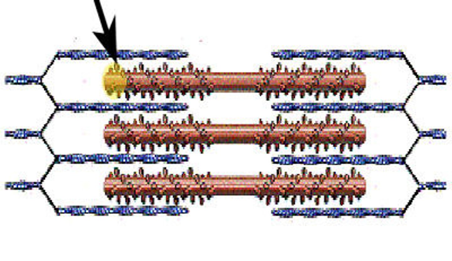 <p>or myosin filaments, are made mostly of bundled molecules of the protein myosin.</p>