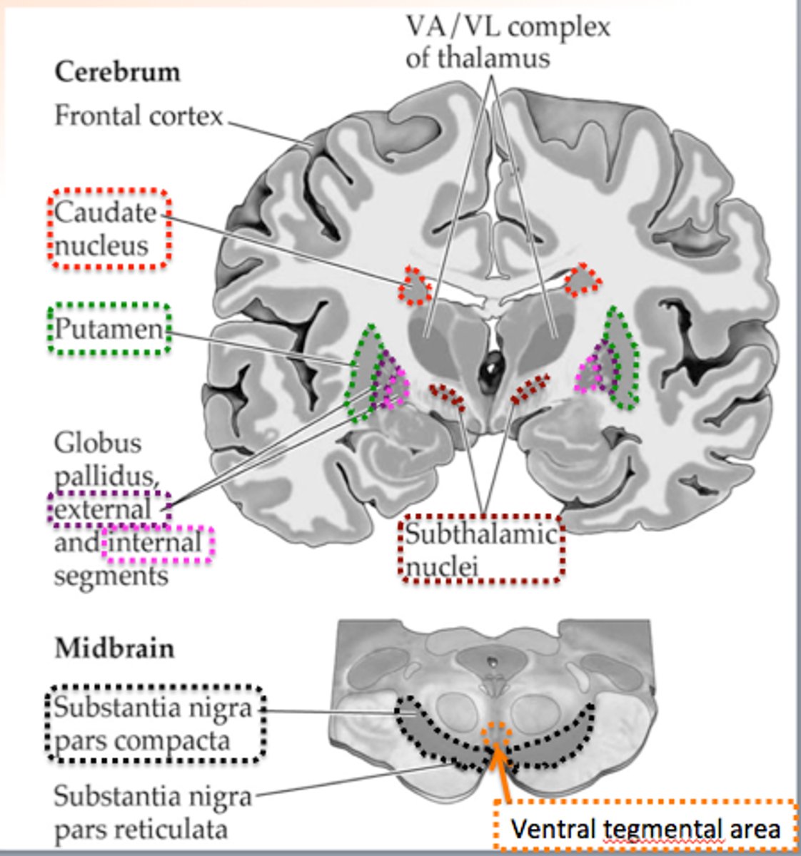 <p>Caudate nucleus</p><p>Putamen</p><p>Globus pallidus</p><p>Subthalamic nucleus (in diencephalon)</p><p>Substantia nigra (in midbrain)</p><p>Thalamus</p>