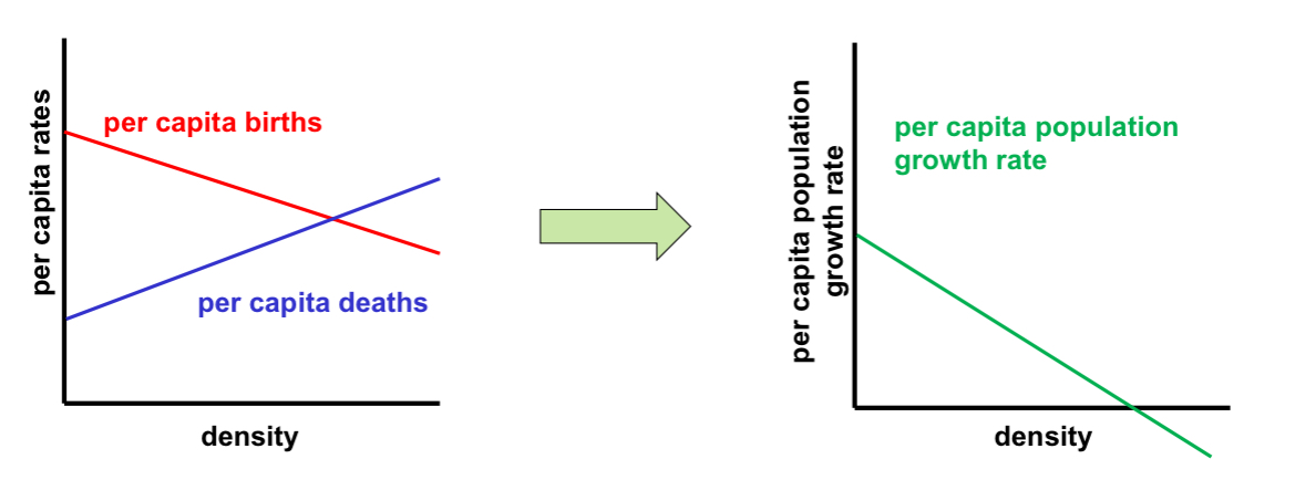 <ul><li><p>occurs when birth rates, death rates, and/or other demographic variables are directly affected by the density of the population.</p></li><li><p>This is because they start competing for resources that aren’t enough for everyone in the population</p></li><li><p>Ex. Put bacteria in Petri dish, give them food, they start growing. At some point they will reach limits of the dish and there is do were else to go.</p><ul><li><p>Death will increase, reproduction will decrease, or both</p></li></ul></li><li><p>e.g. density-dependent reproduction: (birth rates generally tend to decrease with increasing density)</p></li><li><p>E.g density-dependent mortality: (mortality rates generally tend to increase with increasing density)</p></li><li><p>e.g. density-dependent dispersal: (dispersal rates (i.e. emigration) generally tend to increase with increasing density)</p></li><li><p>e.g., if there is no immigration and emigration, and if the per capita birth rate decreases linearly with density and the per capita death rates increases linearly with density, then the per capita population growth rate (e.g., r(N) = b(N) – d(N) in the exponential growth model) decreases linearly with density</p></li></ul><p></p>
