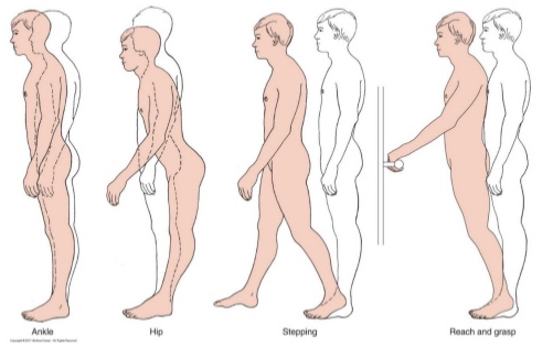 <p>motor patterns at ankle, hip; step, reach to grasp strategies</p><p>fixed support vs change in support</p>