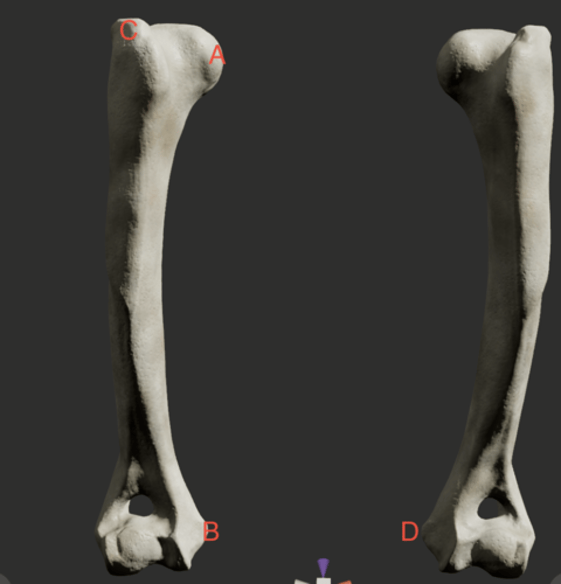 <p>What structure is labeled as A in this picture?</p>