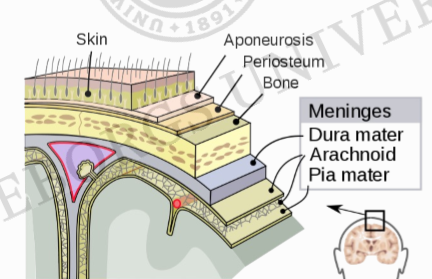 <ul><li><p>Hud</p></li><li><p>Aponeuros</p></li><li><p>Benhinnan-Periosteum</p></li><li><p>Ben</p></li><li><p>Dura mater</p></li><li><p>Arachnoidea</p></li><li><p>Pia mater</p></li></ul><p></p>