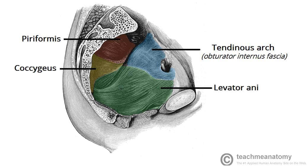 <p>no</p><ul><li><p><strong>piriformis muscle</strong> is <strong>posterior and lateral</strong> to the levator ani muscles, not medial</p></li></ul><p></p>