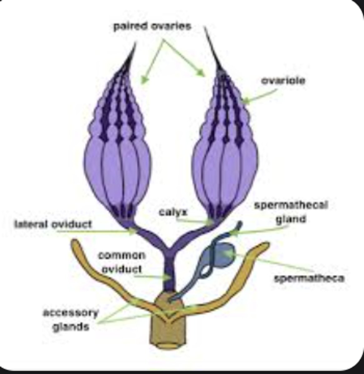 <p>Tube carrying eggs from ovaries to outside the body.</p>