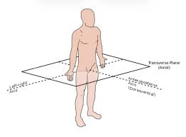 <p>Cuts perpendicularly along the long axis of the body or organ, body is separated into superior and inferior</p>