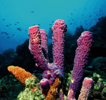 <p>Sponges (Phylum Porifera).</p>