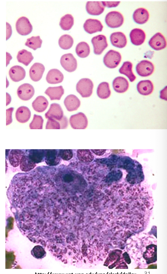 <p>what coccidia species are these pictures associated with?</p>