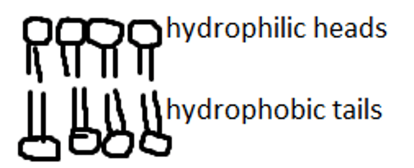 <p>have a polar head and a nonpolar tail</p>