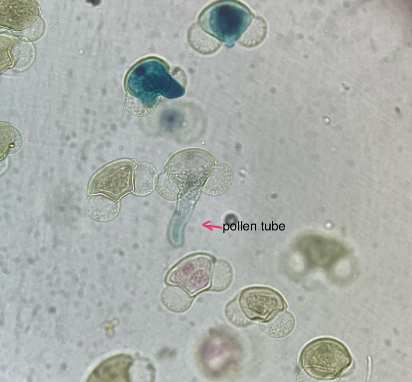 <p>pinus germinating pollen</p>