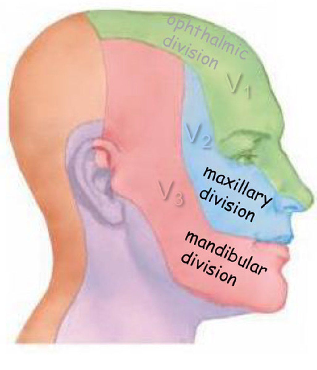 <p>major somatic sensory nerve to the face &amp; internal cranium </p><p>   -<strong>Maxillary Division (V2)</strong> --&gt; max teeth, hard/soft palate, upper lip, &amp; everything else in that region</p><p>    -<strong>Mandibular Division (V3)</strong> --&gt; mandibular teeth, lower lip, &amp; everything else in that region (except the posterior 1/3 of tongue cuz that gets sensation from the glossopharyngeal nerve CNIX)</p>