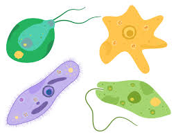 <ul><li><p>unicellular or multicellular</p></li><li><p>some have cell walls (composition varies)</p></li><li><p>nutrition either autotrophs (make their own food)</p><p>or heterotrophs (eat other living things)</p></li></ul><p></p>