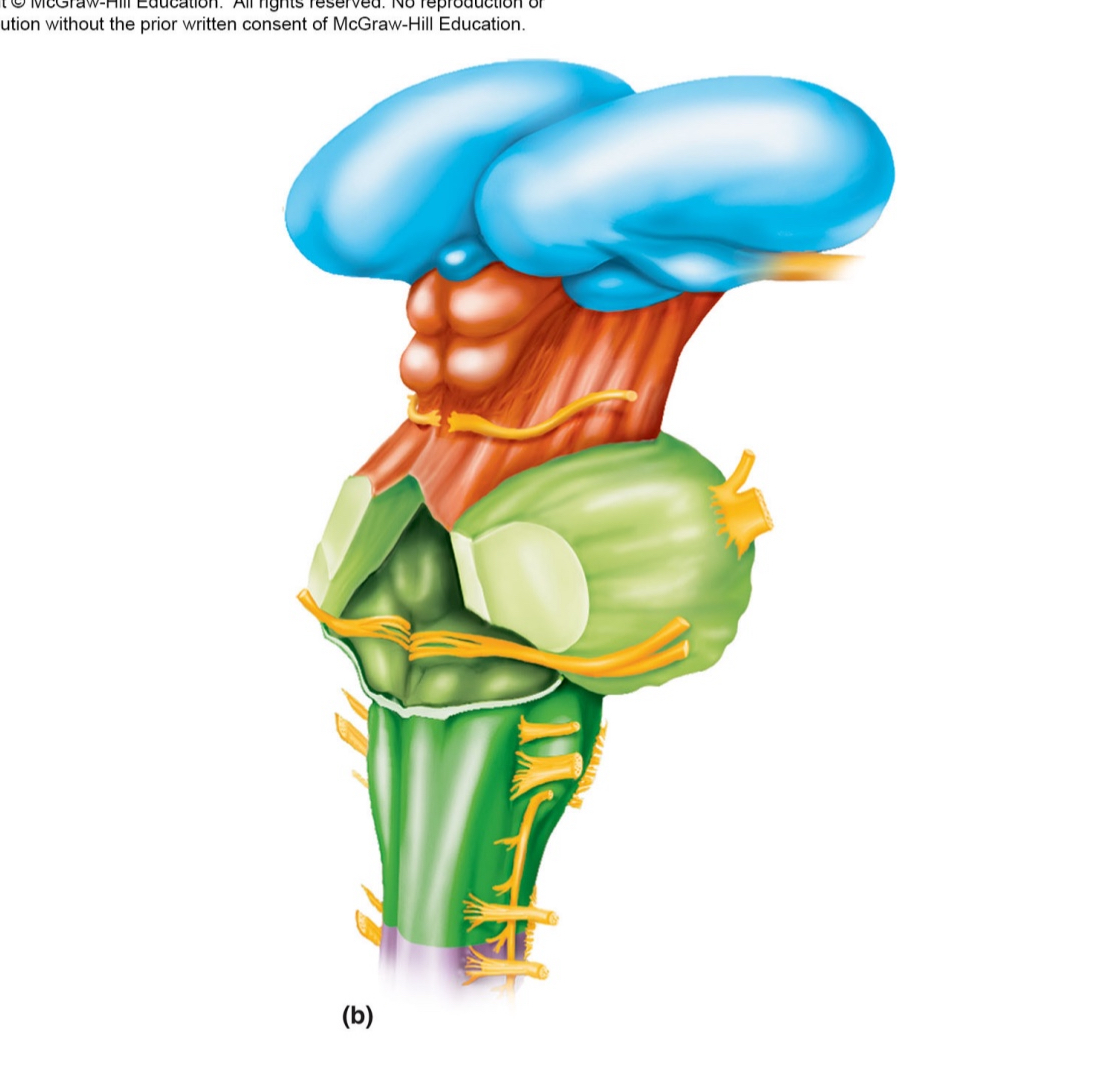 <p>identify and describe functions of parts of diencephalon</p>