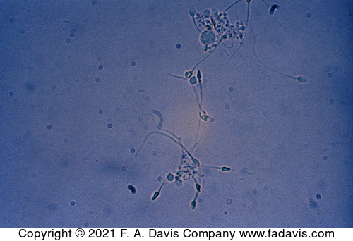 <p>name this cell </p>