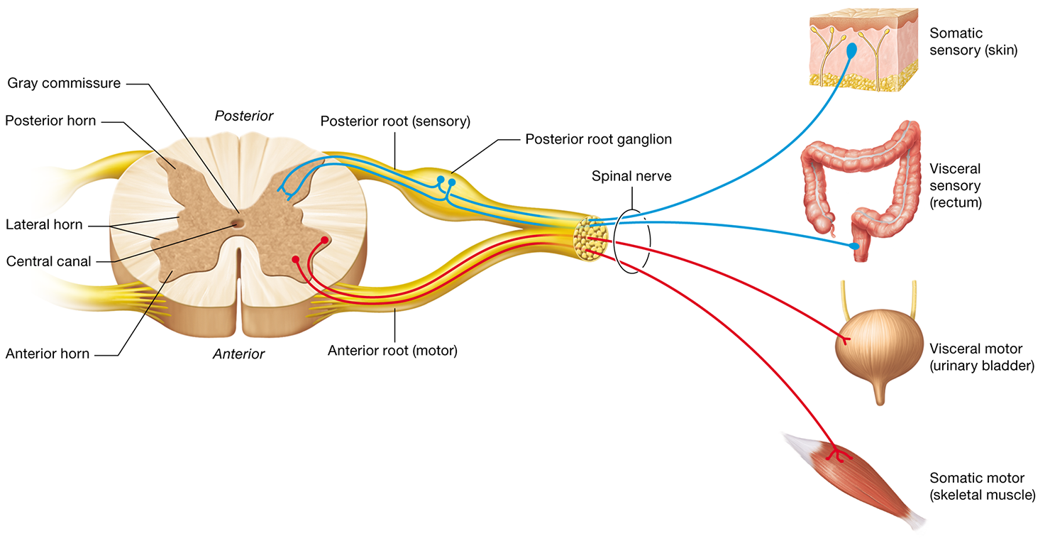 <p>contains sensory neuron cell bodies</p>