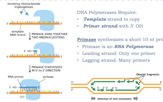 <ul><li><p>REQUIRED TO BEGIN DNA REPLICATION</p></li><li><p>DNA POLYMERASES REQUIRE: </p><ul><li><p>TEMPLATE STRAND TO COPY</p></li><li><p>PRIMER STRAND WITH 3’ OH</p></li></ul></li><li><p>PRIMASE SYNTHESIZES A SHORT 10 NT PRIMER</p><ul><li><p>PRIMASE IN AN RNA POLYMERASE </p></li><li><p>LEADING STRAND: ONLY ONE PRIMER</p></li><li><p>LAGGING STRAND: MANY PRIMERS</p></li></ul></li></ul><p></p>