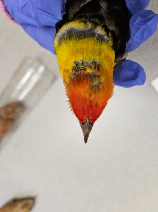 <p>sides of the mandibles are circular; and nostrils are on top of beak</p>