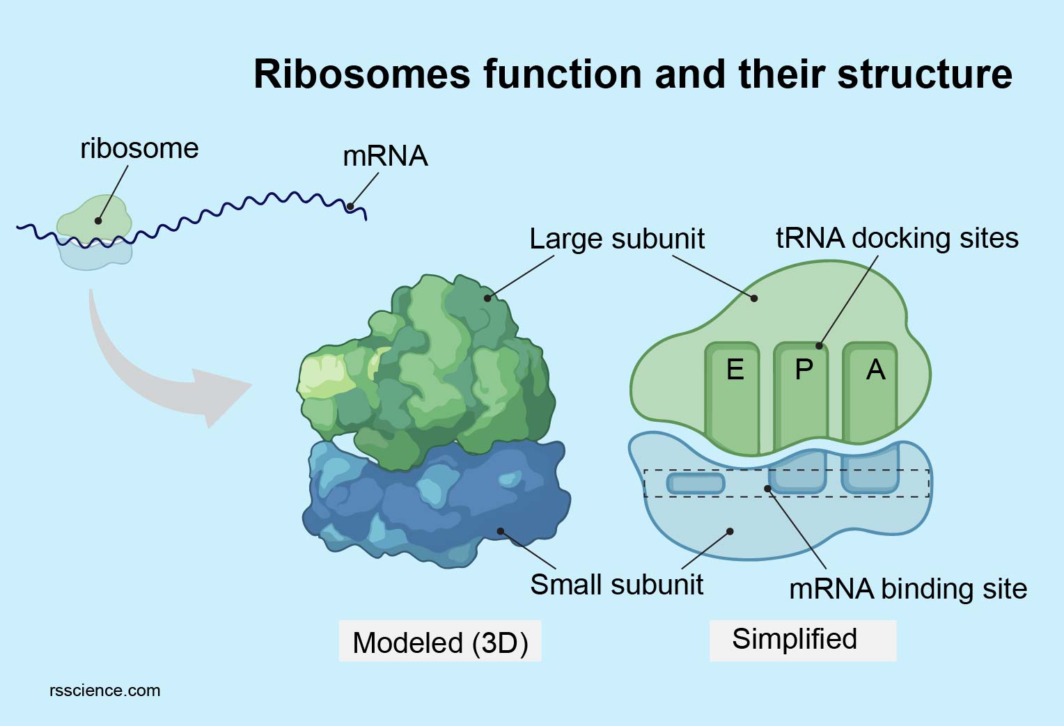 <p>-small→ mRNA binding site</p><p>-large→ 3 binding sites: A, P and E sites</p>