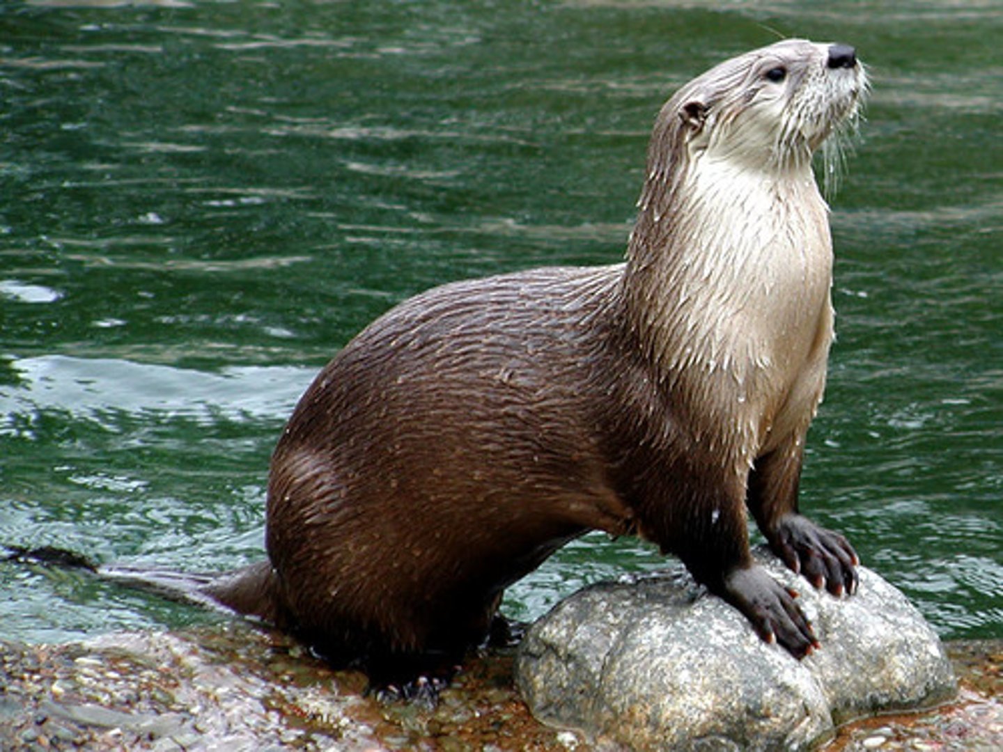 <p>Northern River Otter</p>
