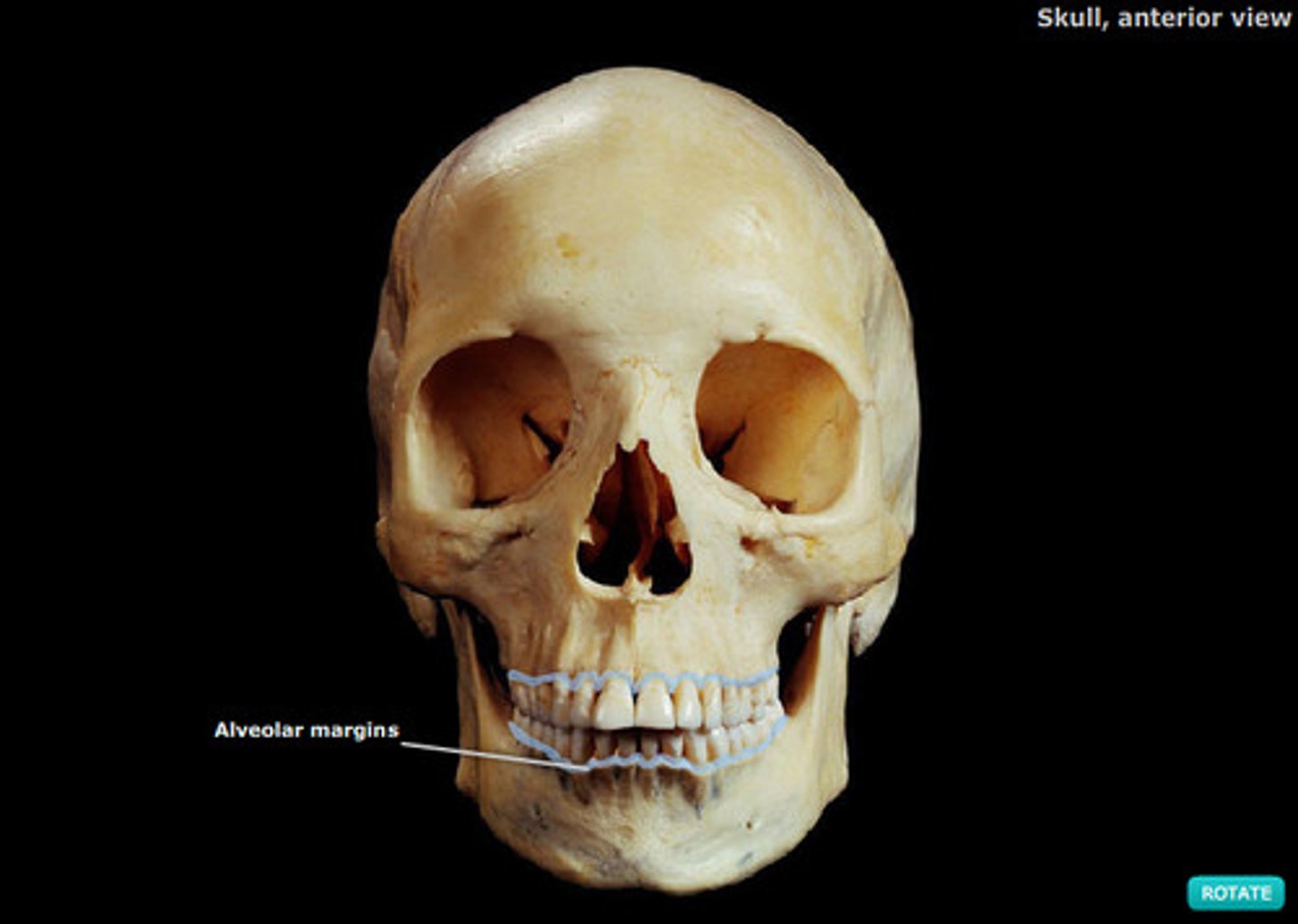<p>ID bony features</p>