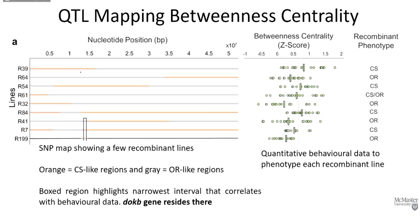 <ul><li><p>A SNP map highlighted recombinant lines.</p></li><li><p><strong>Orange regions = CS-like genes, Gray regions = OR-like genes</strong>.</p></li><li><p>A specific <strong>boxed region</strong> contained the <strong>dokb gene</strong>, which was linked to BC differences.</p></li></ul><p></p>