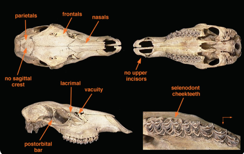 <p>What is the order and family?</p>