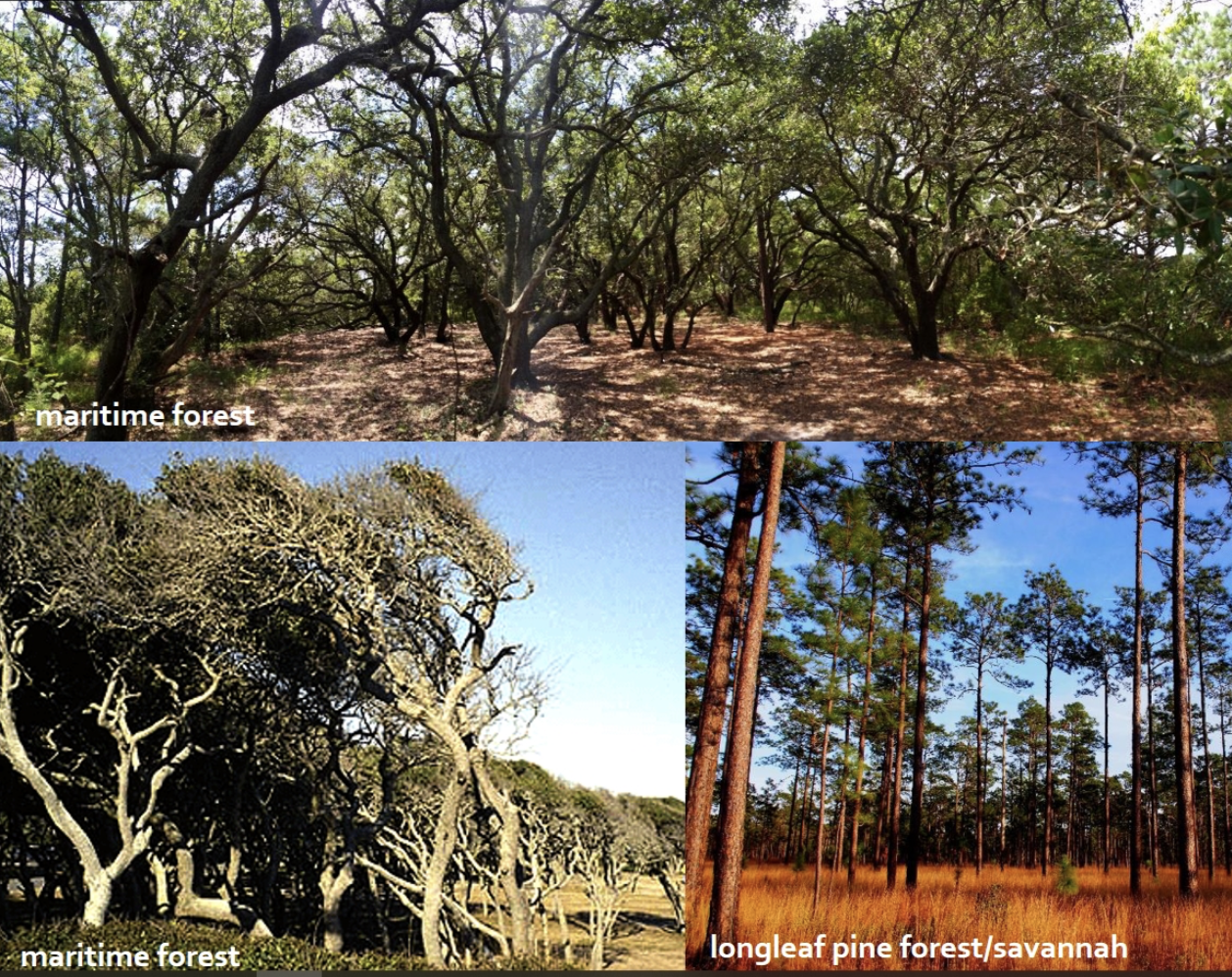 <p>Ecoregion that stretches from Delaware to the South Carolina/Georgia border and consists of low elevation flat plains, with many swamps, marshes, and estuaries. Its low terraces, marshes, dunes, barrier islands, and beaches are underlain by unconsolidated sediments. Poorly drained soils are common, and the region has a mix of coarse and finer textured soils.</p>