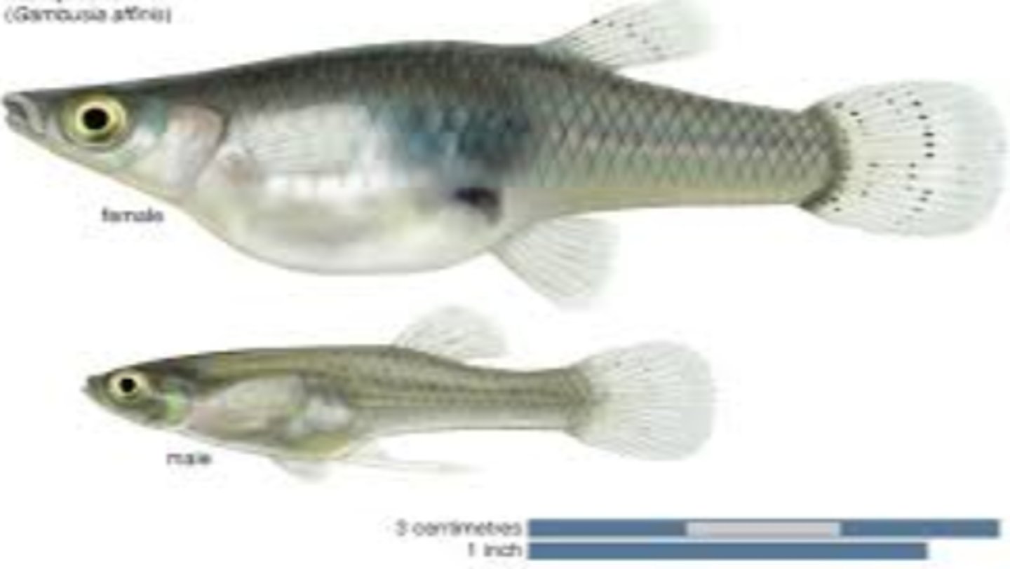 <p>Mosquitofish</p>