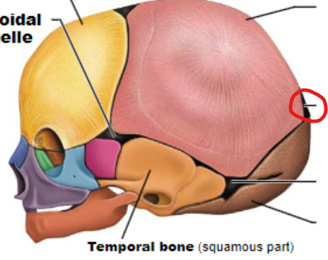 <p>Located at the back of the skull between the parietal and occipital bones. It is smaller than the anterior fontanel and usually closes by 2-3 months after birth.</p>