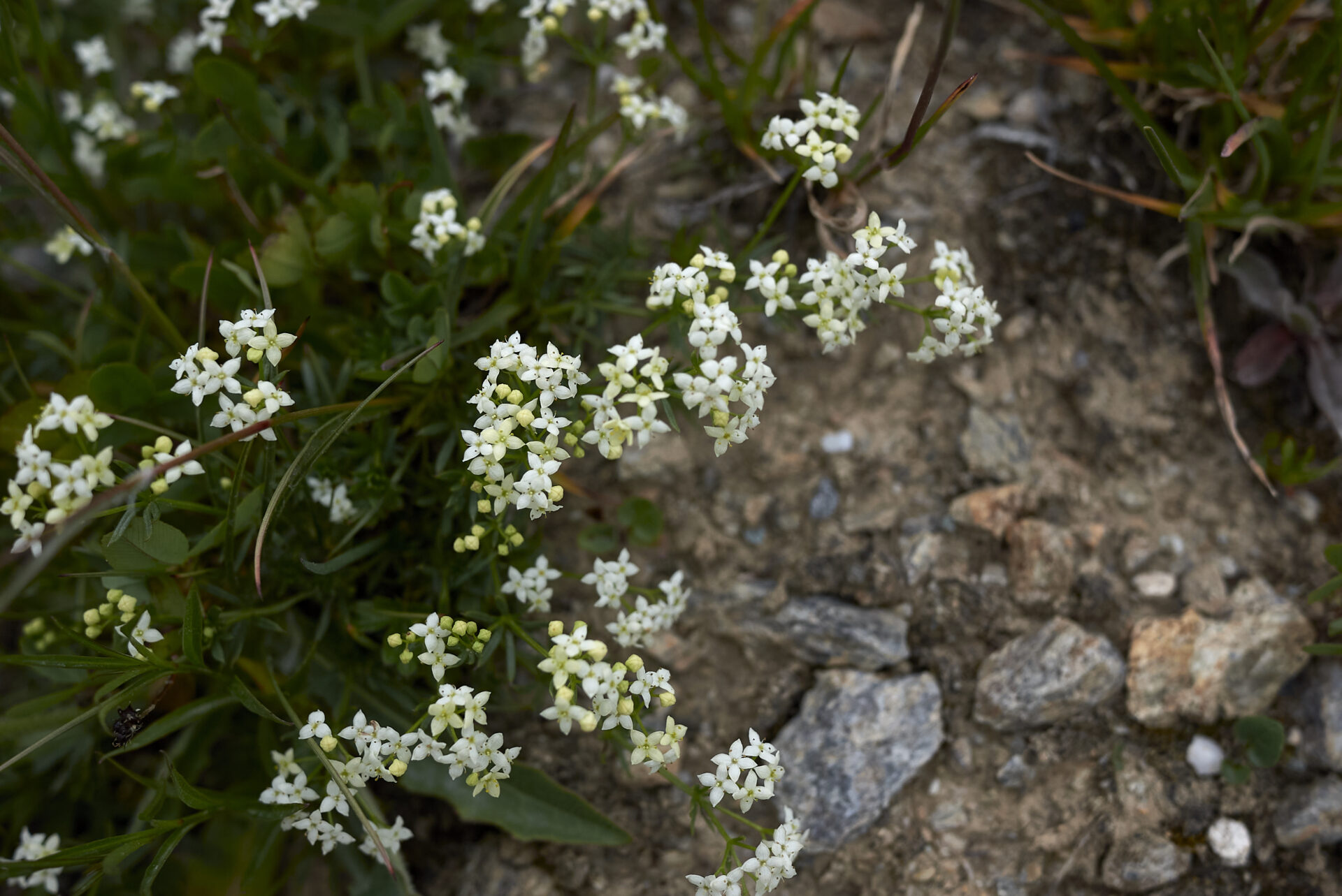 <p>Heath bedstraw</p>