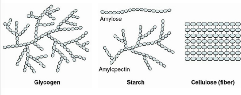 <p>glycogen (found in animals)</p><p>starch (found in plants)</p><p>cellulose (found in plants)</p>