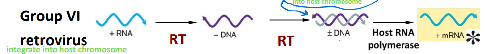 <p><span style="color: yellow;"><span>+ RNA</span></span> —→ RT —→<span style="color: blue;"><strong><span> - DNA</span></strong></span> —→ RT —→ <span style="color: blue;"><strong><span>± DNA </span></strong></span>—→ <u>host</u> RNA polymerase —→ <span style="color: red;"><strong><span>+ mRNA</span></strong></span></p><ul><li><p>need double strand DNA to <strong><u>integrate</u></strong> into host chromosome</p></li><li><p><strong><u>NOT lysogenic</u></strong> b/c they <strong><u>integrate into host chromosome and start replicating actively</u></strong></p></li></ul><p></p>