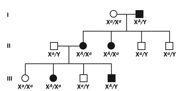* affected males pass condition to all daughters and none of their sons
* affected heterozygous females married to unaffected males pass trait to half their sons and daughters
* uncommon mode of inheritance