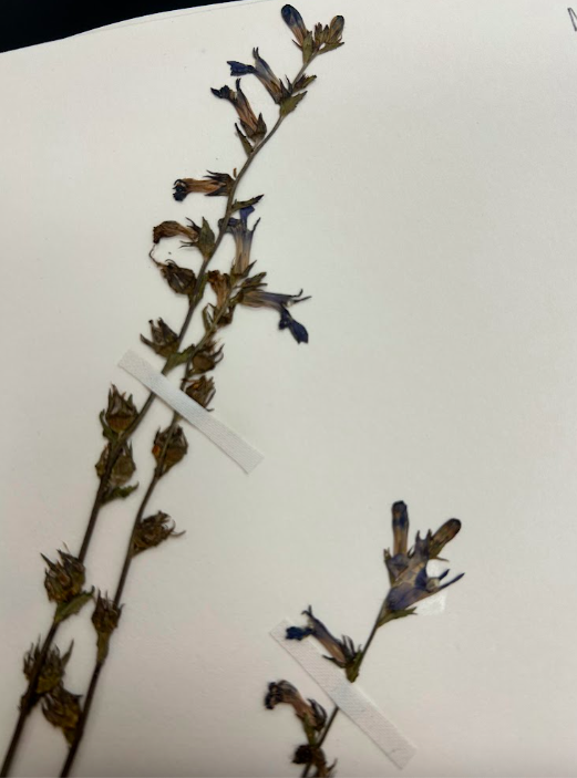 <p>Campanulaceae</p><p><em>Lobelia</em></p>