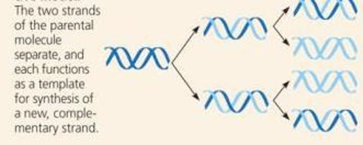 <p>in each new DNA double helix, one strand is from the original molecule, and one strand is new</p>