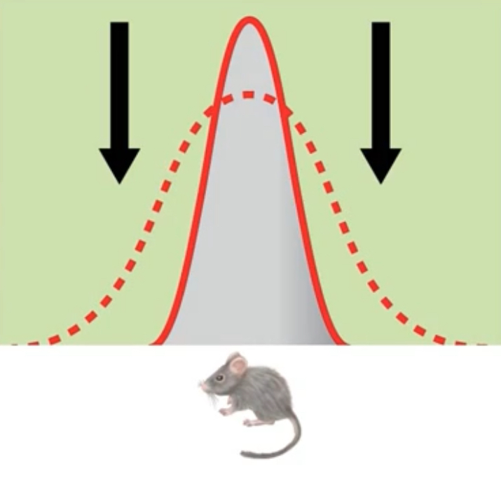<p>Stabilizing</p>