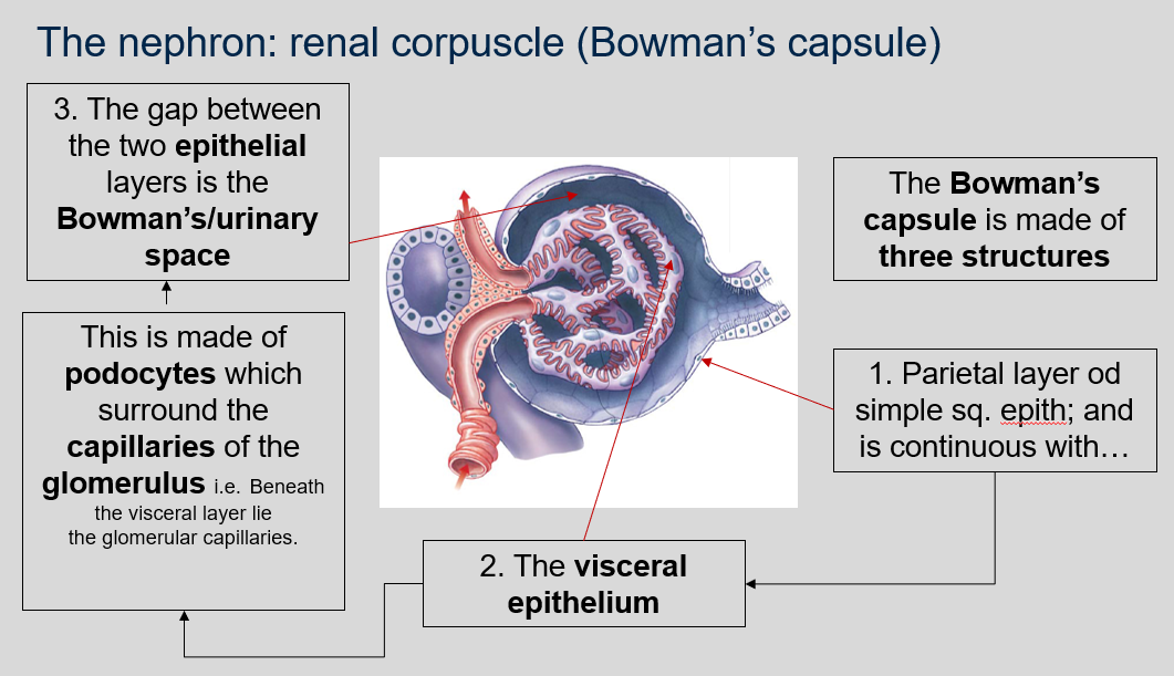 The three structures that make up the Bowman's capsule are:


1. Parietal layer of simple squamous epithelium that is continuous with...
2. The visceral epithelium made of podocytes which surround the capillaries of the glomerulus. Beneath the visceral layer lie the glomerular capillaries.
3. The gap between the two epithelial layers is the Bowman's/urinary space. 