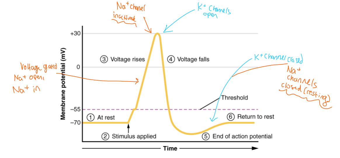 <ol><li><p>At rest » Na+ and K+ closed</p></li><li><p>Stimulus » Na+ open and flows into cell</p></li><li><p>Peak depolarization » Na+ channel deactivates, K+ open and flows out of cell</p></li><li><p>Voltage falls to hyperpolarization » K+ close, Na+ are resting closed</p></li></ol><p></p>