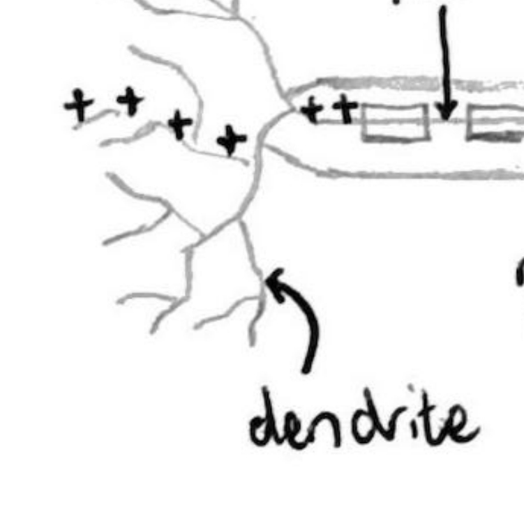 <p>Located at one end of neuron. Picks up electrical impulse from axon of previous nerve cell.</p>