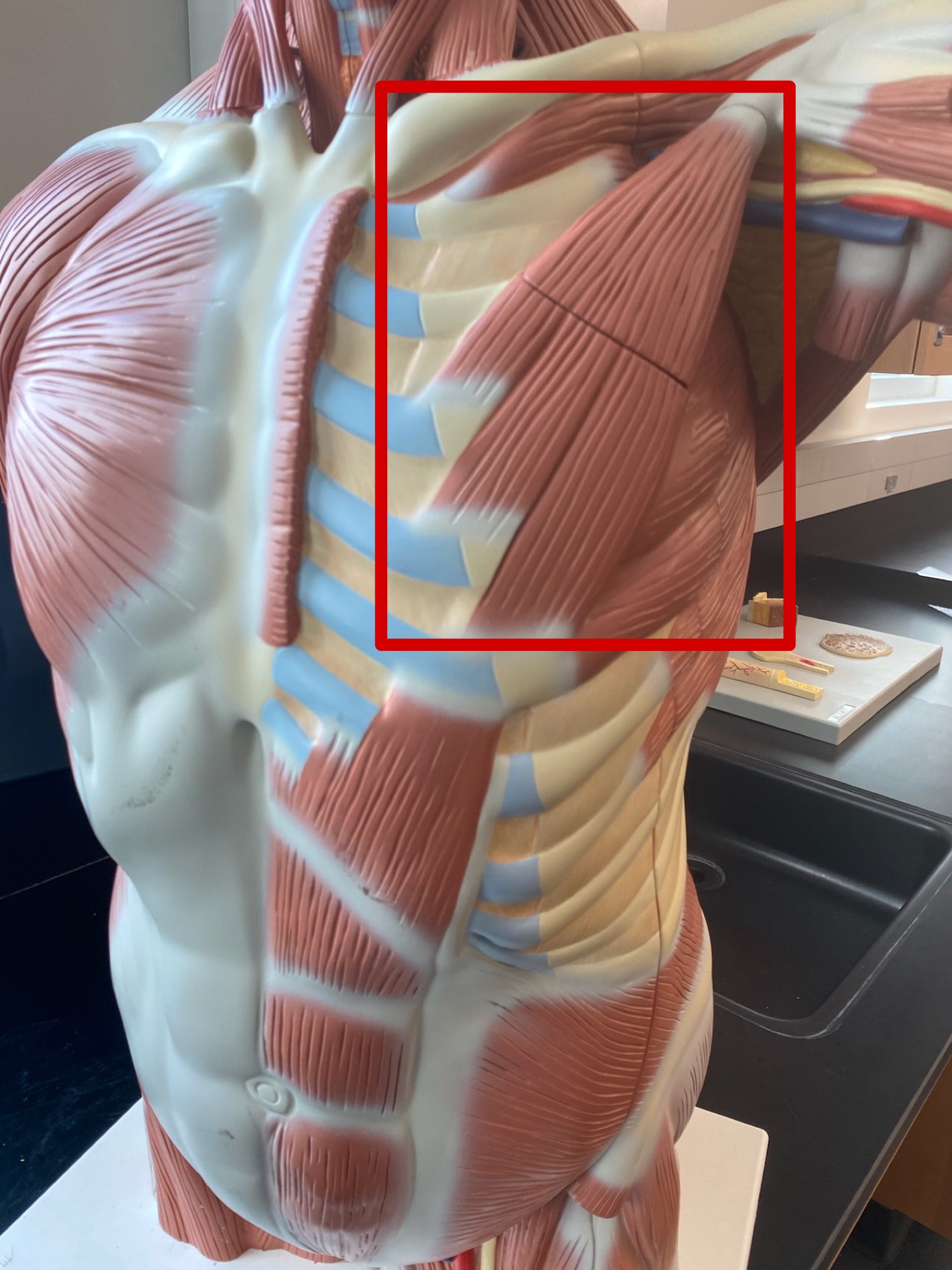 <p>ID muscle</p>