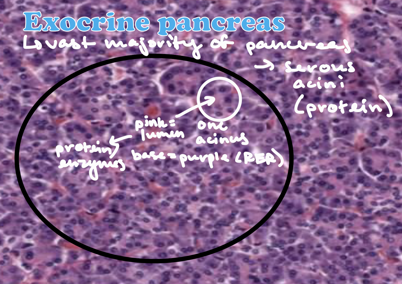 <p>Exocrine pancreas: vast majority of the pancreas. Contains branched serous acini glands that are full of secretory granules that secrete protein. Purple equates to the rough ER and pink to the lumen/protein secretions. </p>