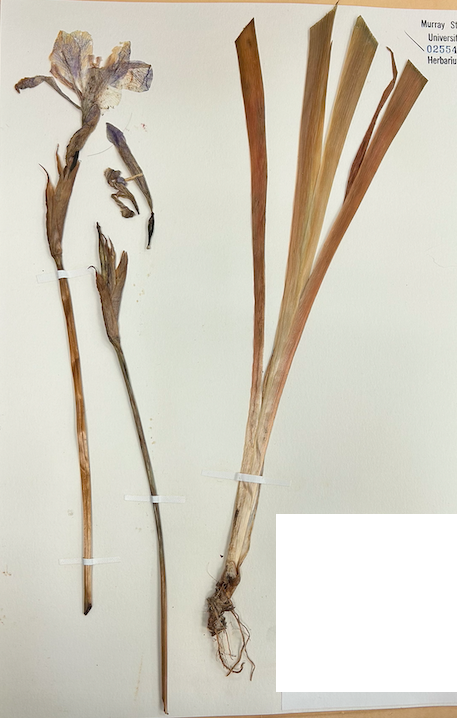 <p>Order? Family?</p>