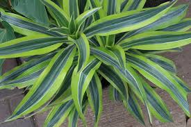 <p><span>Evergreen shrub with narrow, striped green and white leaves. Popular as an indoor ornamental plant.</span></p>