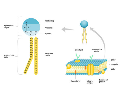 <ul><li><p><strong><span>Phosphate group with hydrophilic head&nbsp;</span></strong></p></li><li><p><strong><span>Hydrophobic Fatty Acid Tails:&nbsp;</span></strong></p><ul><li><p><strong><span>Can be unsaturated: results in a kink in the tail&nbsp;</span></strong></p></li></ul></li><li><p><strong><span>Asymmetrically distributed into two leaflets of the bilayer</span></strong></p></li><li><p><strong><span>Most abundant membrane lipids&nbsp;</span></strong></p></li></ul>