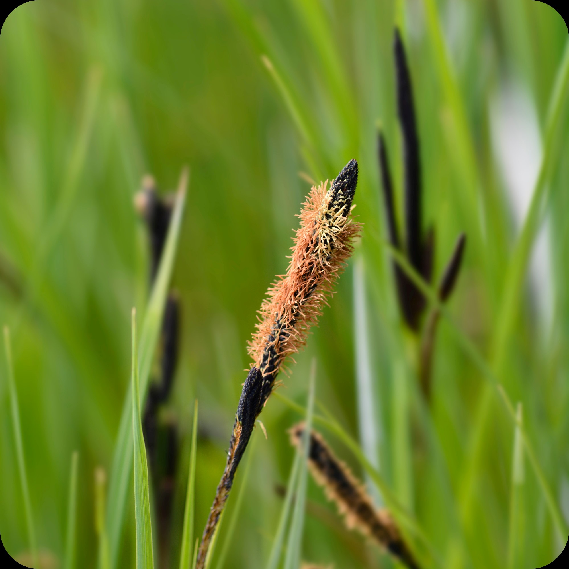 <p>Common sedge </p>
